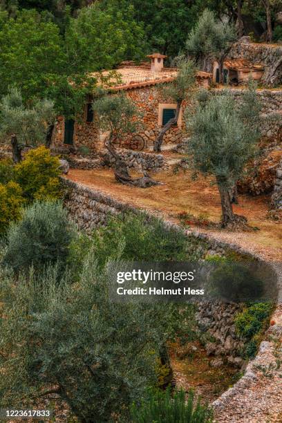 olive grove at biniaraix - olive tree imagens e fotografias de stock
