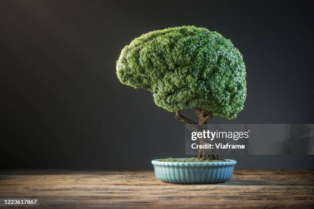 bonsai brain - brain training stock-fotos und bilder