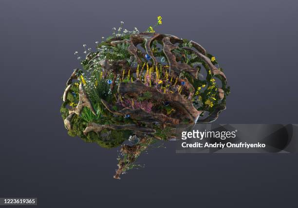 green brain - nature reserve stock pictures, royalty-free photos & images