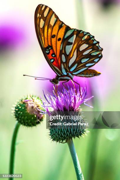 a gulf fritillary butterfly feeding on a wildflower - fritillary butterfly stock pictures, royalty-free photos & images