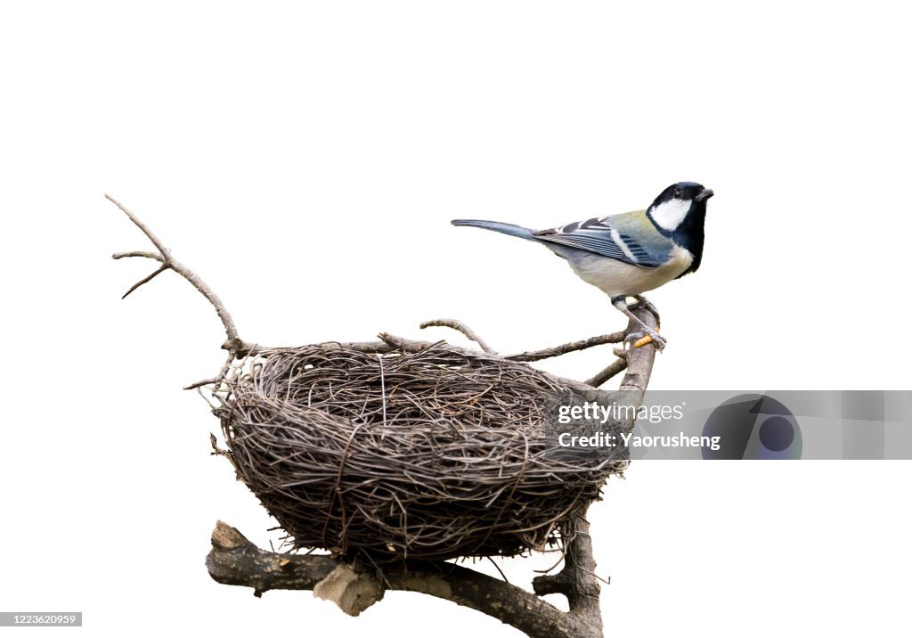 Black-capped chickadee returning to their nests in the spring months,isolated background