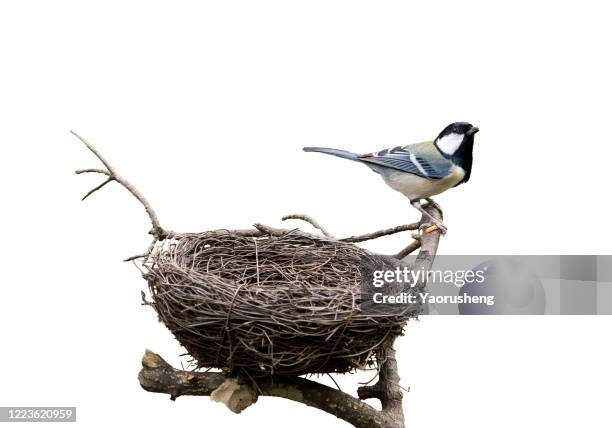 black-capped chickadee returning to their nests in the spring months,isolated background - animal nest 個照片及圖片檔