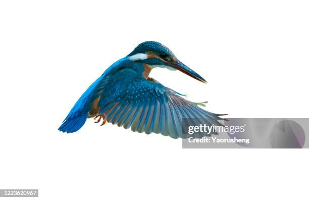 bird in flight; kingfisher - bird wings bildbanksfoton och bilder