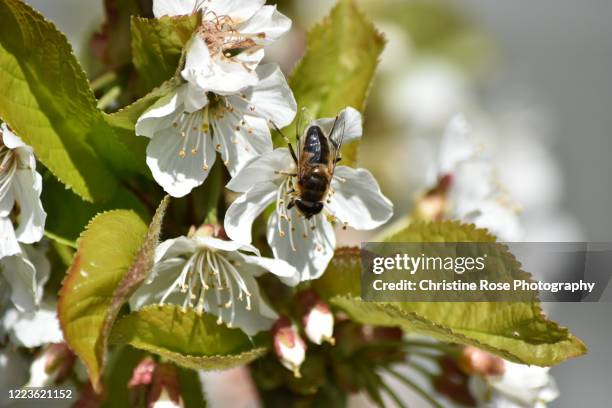 Apple Bee Insect Apple Bee Photos and Premium High Res Pictures - Getty Images