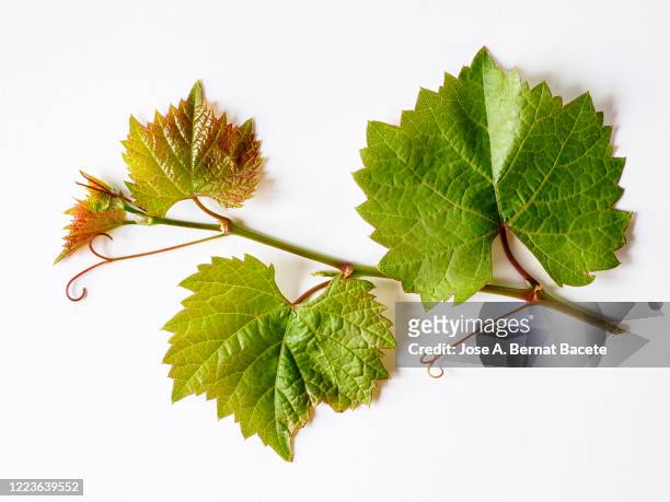 full frame, close-up of  grapevine with green leaves on a white background. - weinreben stock-fotos und bilder