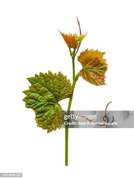 full frame, close-up of  grapevine with green leaves on a white background. - vineyard leafs stock pictures, royalty-free photos & images