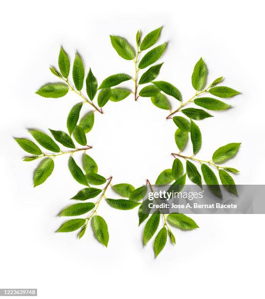 full frame, close-up of  twig with green leaves on a white background. - foliate pattern foto e immagini stock