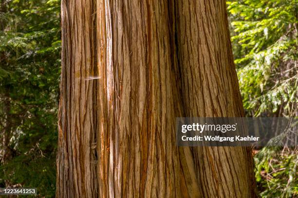 Close-up of the bark of a Western red cedar tree in the forest along the Icicle Gorge Trail near Leavenworth, Eastern Washington State, USA.