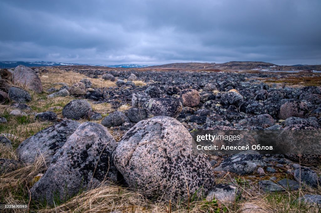 Large round cut stones on the Barents Sea coast, covered with brown algae.
