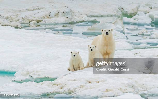 der eisbär ursus maritimus ist ein fleischfressender bär, der größtenteils innerhalb des polarkreises beheimatet ist und den arktischen ozean umfasst. wrangel island, chukotka autonomer okrug, russland. arktischer ozean. mutter und junge jungen auf dem - bear on white stock-fotos und bilder