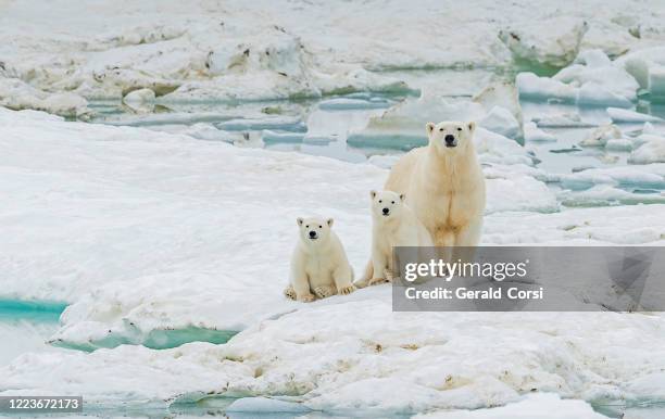 polar bear, ursus maritimus, is a carnivorous bear native largely within the arctic circle encompassing the arctic ocean. wrangel island,  chukotka autonomous okrug, russia. arctic ocean. mother and young cubs on the snow. - polar bear stock pictures, royalty-free photos & images