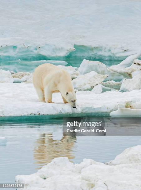 l’ours polaire, ursus maritimus, est un ours carnivore originaire en grande partie du cercle arctique qui englobe l’océan arctique. wrangel island, chukotka autonomous okrug, russie. océan arctique. - île wrangel photos et images de collection