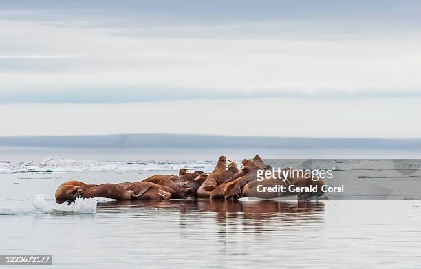 le morse (odobenus rosmarus) est un mammifère marin avec une distribution discontinue sur le pôle nord dans l’océan arctique et les mers subarctiques de l’hémisphère nord. reposant sur la glace dans la mer des tchouktches près de l’île wrangel - île wrangel photos et images de collection