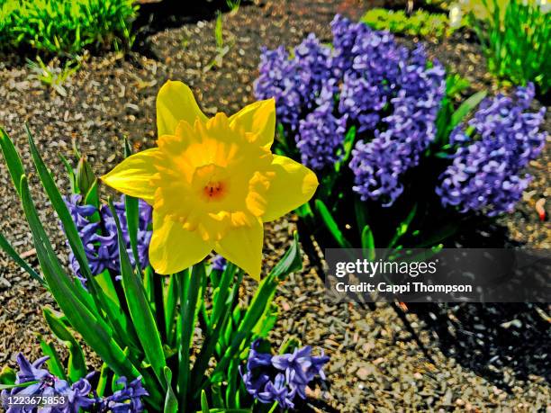 yellow daffodil flower growing in flower bed during spring in maine, usa - mulch stock pictures, royalty-free photos & images