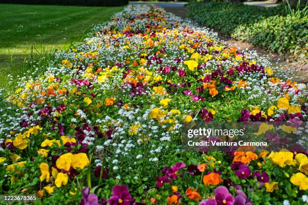 colorful flowerbed in may - flower bed photos et images de collection