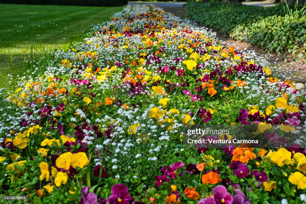 Colorful flowerbed in May