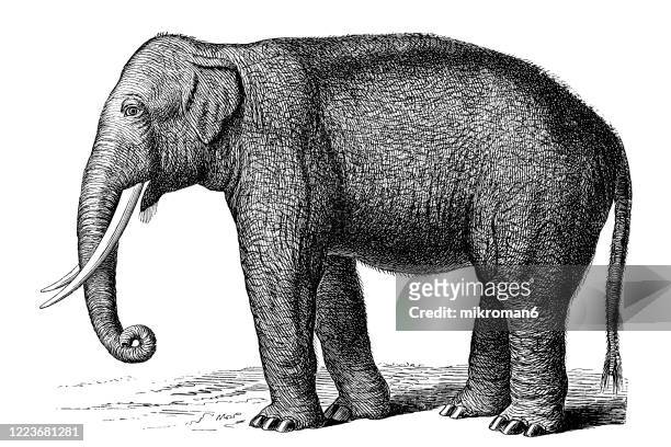 old engraved illustration of indian elephant - ungulata or hoofed animal. antique illustration - asian elephant stock pictures, royalty-free photos & images