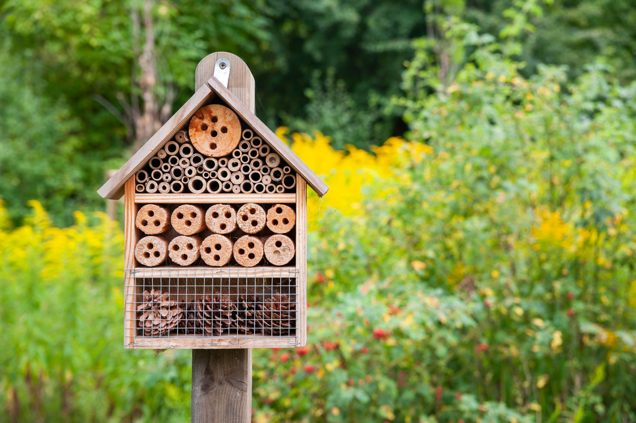garden ecosystem
