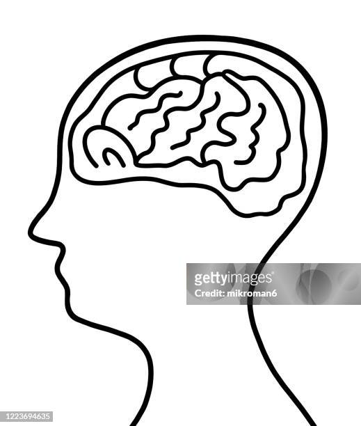 drawing of a human head with the a brain - brain sketch stock pictures, royalty-free photos & images
