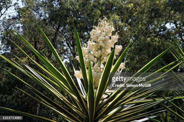 variegated green and yellow striped yucca plant in bloom - yucca stock pictures, royalty-free photos & images