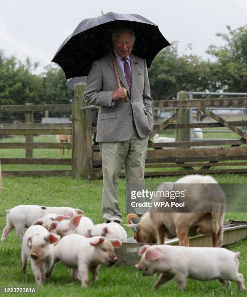 Prince Charles, Prince of Wales, patron of the Rare Breeds Survival Trust , looks at Gloucestershire Old Spot piglets during a visit to Cotswold Farm...
