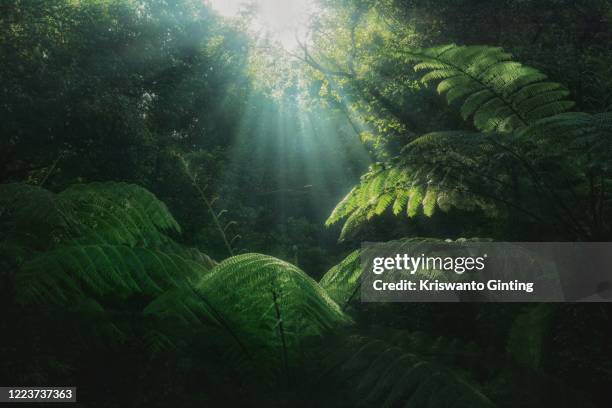 morning therapy - floresta pluvial imagens e fotografias de stock