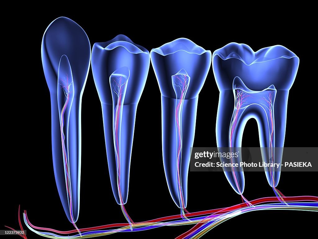 Teeth, cross section