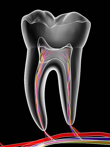 Mollar Rasmi 44 Xray Molar High Res Illustrations - Getty Images