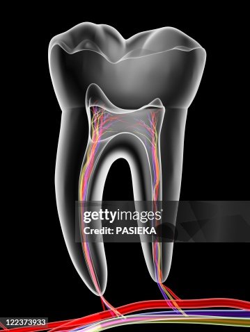 Molar tooth Molar tooth