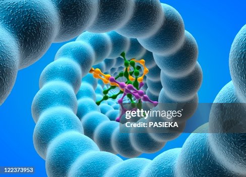 DNA molecule DNA molecule
