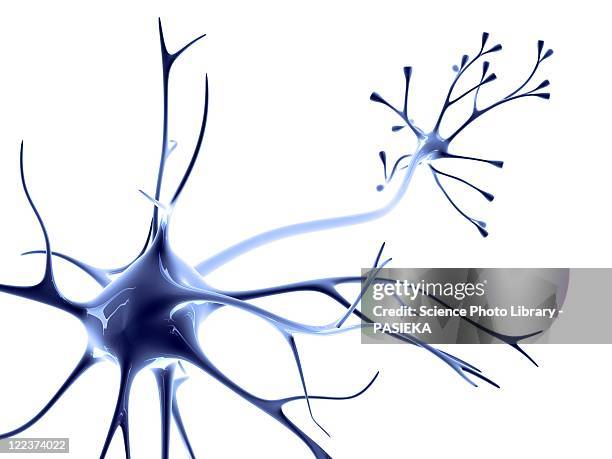 ilustraciones, imágenes clip art, dibujos animados e iconos de stock de nerve cell - célula nerviosa