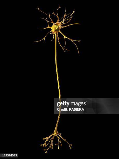 ilustraciones, imágenes clip art, dibujos animados e iconos de stock de nerve cell - neurone