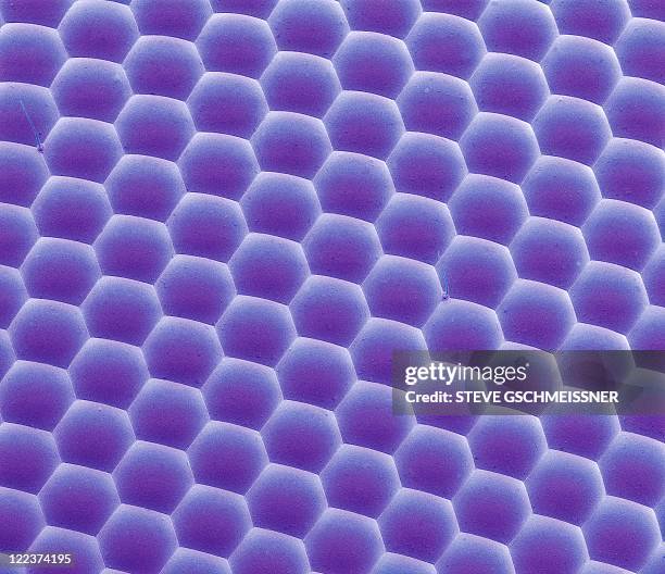 bluebottle fly eye, sem - facettenauge stock-fotos und bilder