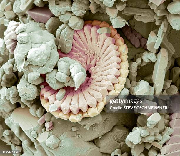 fossil debris in chalk, sem - scanning electron micrograph stock-fotos und bilder