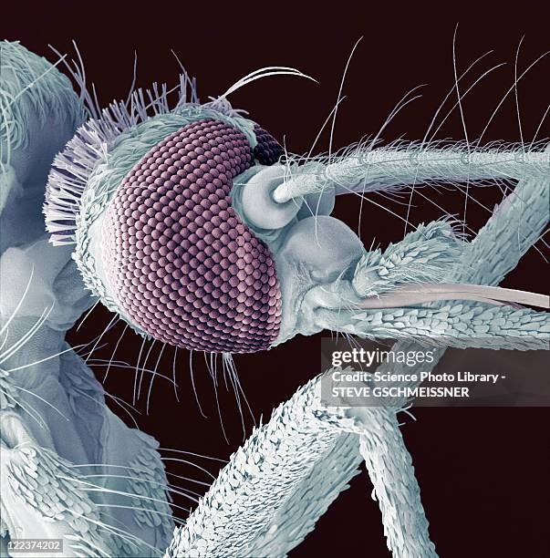 mosquito head, sem - rasterelektronenmikroskop stock-fotos und bilder