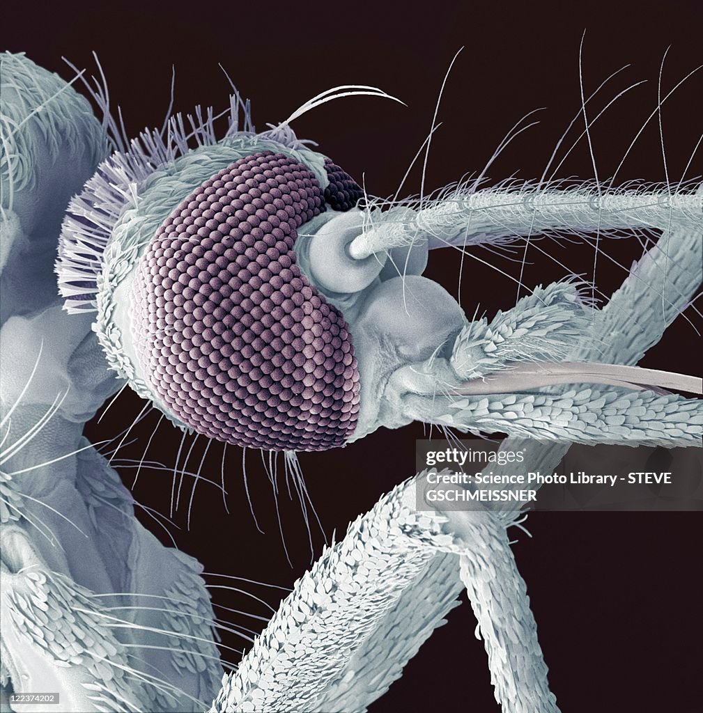 Mosquito head, SEM
