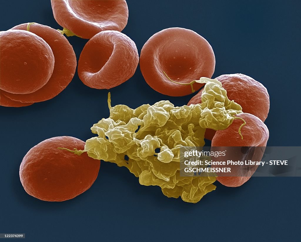Blood cells, SEM