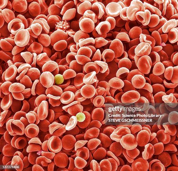 human blood cells, sem - wissenschaftliche mikroskopische aufnahme stock-fotos und bilder