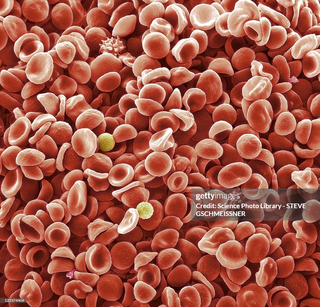 Human blood cells, SEM