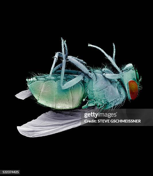 dead bluebottle fly, sem - zweiflügler stock-fotos und bilder