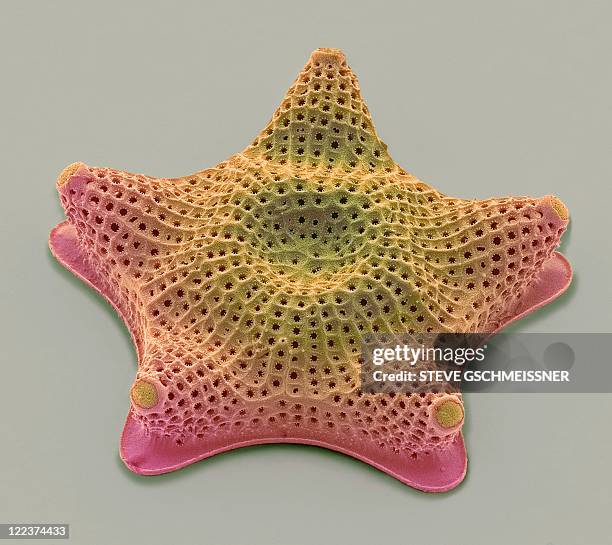 diatom, sem - frustule fotografías e imágenes de stock