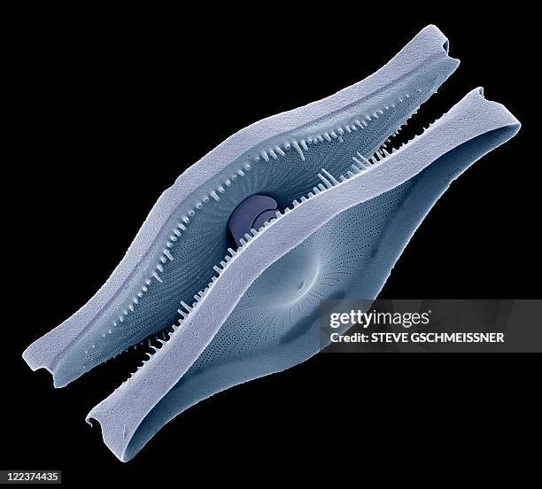 diatom, sem - electron micrograph plant cell stock pictures, royalty-free photos & images