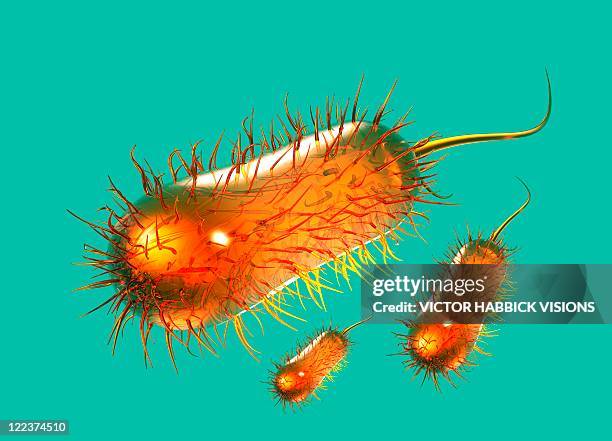 e. coli bacteria, artwork - e coli stock illustrations