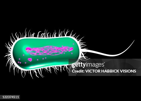 E. coli bacterium, artwork E. coli bacterium, artwork