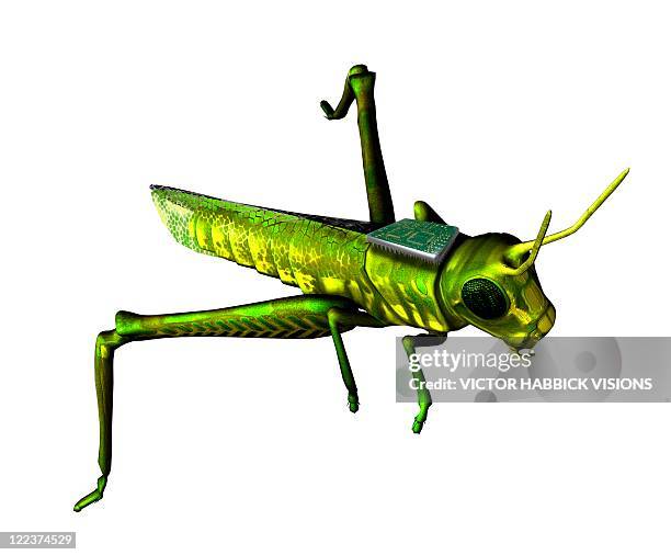 insect spy, conceptual artwork - grasshopper stock illustrations