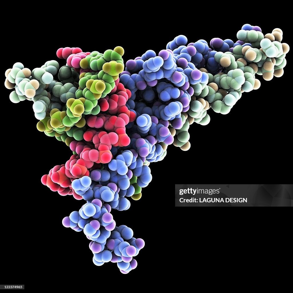 Transcript Factor Dna Transcription Factor Molecular Model High-Res Vector Graphic ...