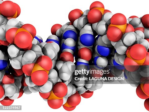 DNA molecule, artwork DNA molecule, artwork