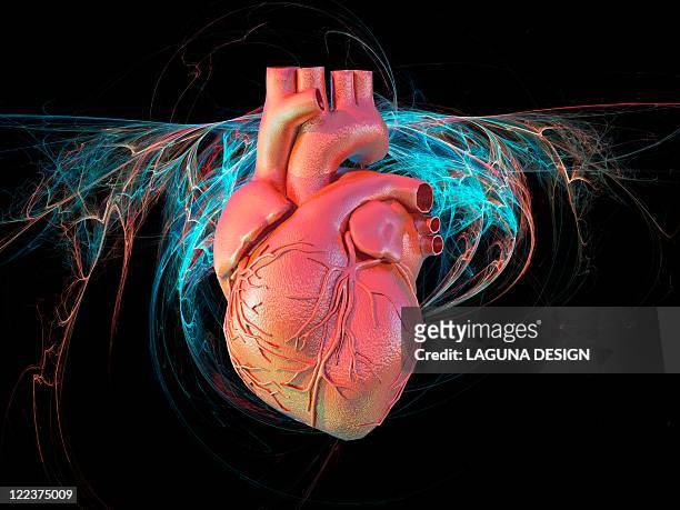 human heart, artwork - cardiovascular system stock illustrations stock illustrations