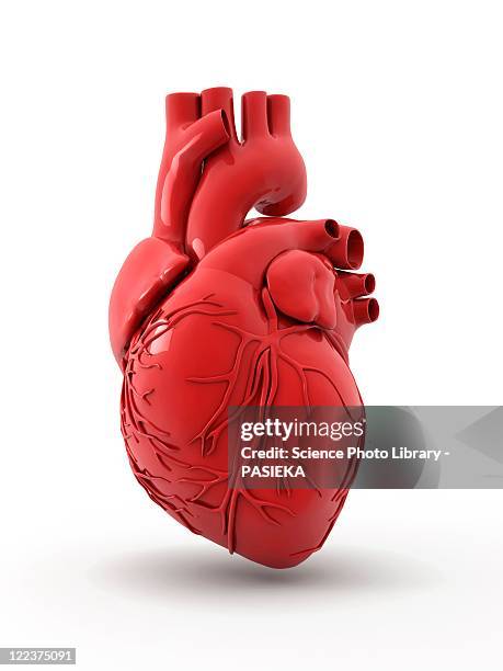 ilustrações, clipart, desenhos animados e ícones de heart with coronary vessels - órgão interno