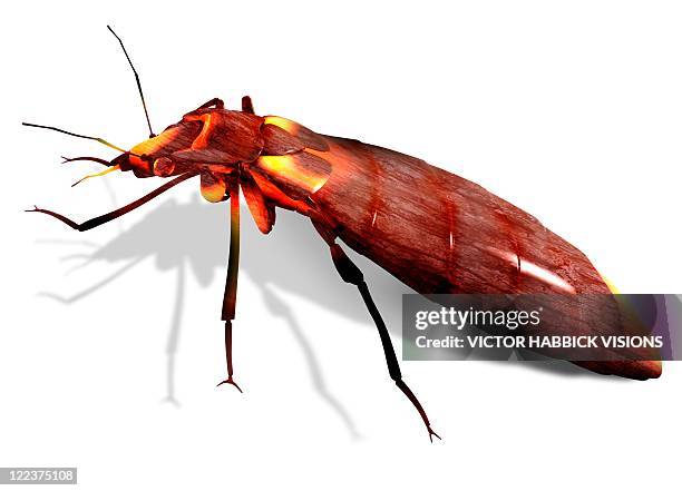 bed bug, artwork - bed bug white background stock illustrations
